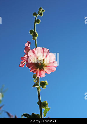 Une rose trémière (Malvaceae) plante pousse de haut contre un ciel bleu dans un jardin de campagne anglaise. Banque D'Images