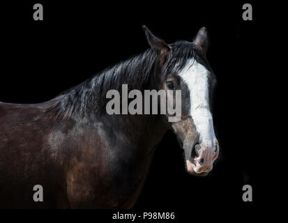 Cheval brun foncé avec une bande blanche en bas visage sur un fond noir, fine art portrait cheval Banque D'Images