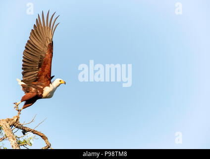 African Fish Eagle prend son envol. Banque D'Images