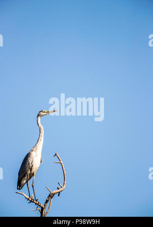 Des profils l'aigrette garzette, rivière Chobe, au Botswana Banque D'Images