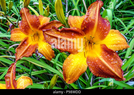 Fleurs de nénuphars orange, jardin de fleurs de nénuphars orange Hemerocallis 'Orange Blaze' Banque D'Images