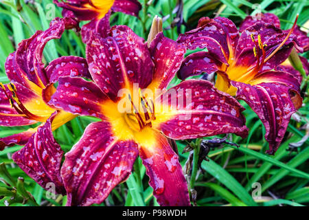Fleurs de nénuphars, Hémerocallis violet ' Gypsy de mer ', daylis gouttes d'eau sur fleur Banque D'Images