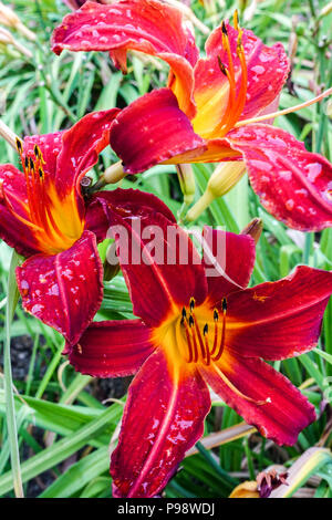 Fleurs rouges de jour, hémerocallis 'Bess Ross' daylis rouges foncé Banque D'Images