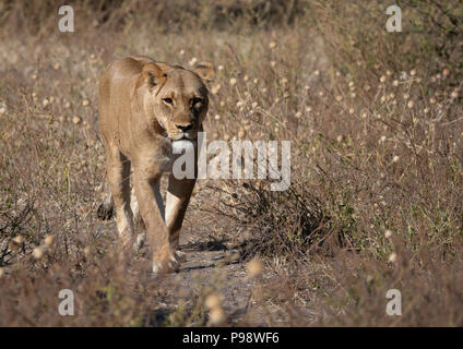 Sous-adultes femme lion marchant à travers la brousse, Chobe National Park, Botswana Banque D'Images