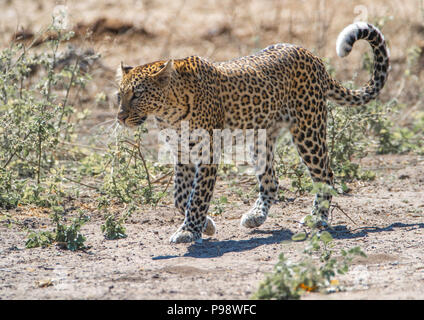 Jeune femme leopard promenades dans la brousse, en toute confiance, le Botswana Chobe Banque D'Images