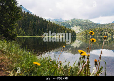 La forêt et les eaux bleues de Crno Jezero (Lac Noir) sur une calme journée d'été dans le parc national de Durmitor, Monténégro Banque D'Images