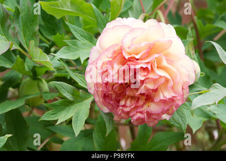 Paeonia × 'Souvenir lemoinei de Maxime Cornu' fleur. Banque D'Images