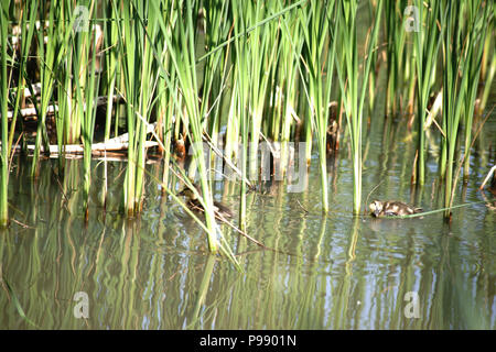 Canetons nager dans l'eau derrière les herbes reed sur la rive. Banque D'Images