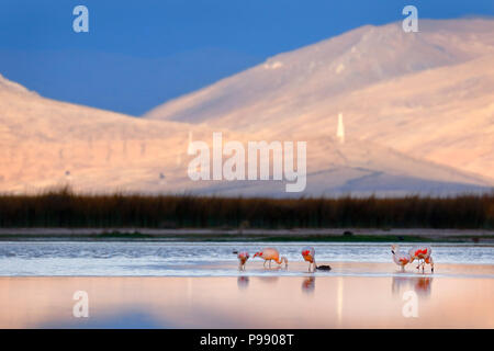 Magnifique coucher de soleil sur les rives du lac Junin avec une volée de flamants se reposant dans l'eau Banque D'Images