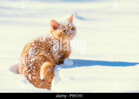 Chaton rouge à l'extérieur, dans l'assise de la neige en hiver Banque D'Images