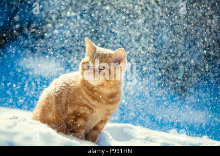 Chaton rouge playing dans la neige en hiver dans blizzard Banque D'Images