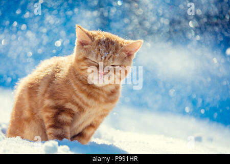 Chaton rouge playing dans la neige en hiver dans blizzard Banque D'Images