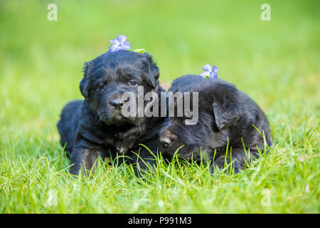 Deux petit chiot labrador noir allongé sur une pelouse verte Banque D'Images