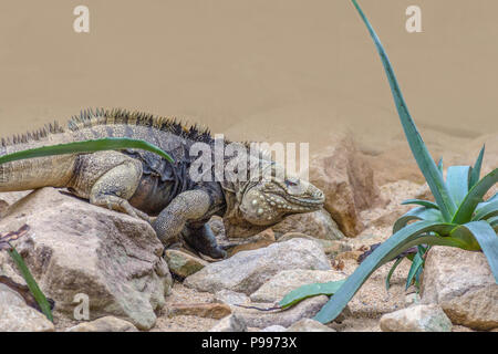 Nommé lézard iguane rock cubain sur le sol rocheux Banque D'Images