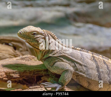 Nommé lézard iguane rock cubain sur le sol rocheux Banque D'Images