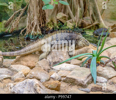 Nommé lézard iguane rock cubain sur le sol rocheux Banque D'Images