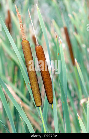 Fleur de typha latifolia, queue de cochon, taupe Banque D'Images
