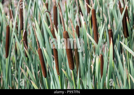 La quenouille à feuilles larges (Typha latifolia), timide, Banque D'Images