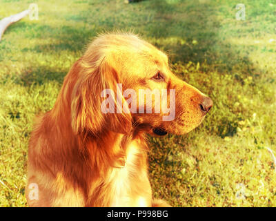 Portrait de chien Golden Retriever assis sur l'herbe. Athletic body sain de smart dog. Golden Retriever couché sur le terrain. Hipster filtre. Banque D'Images