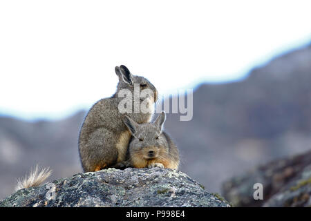 Vizcacha (Lagidium Peruanum peruana) Banque D'Images