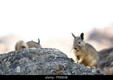 Vizcacha (Lagidium Peruanum peruana) Banque D'Images