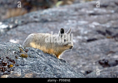 Vizcacha (Lagidium Peruanum peruana) Banque D'Images