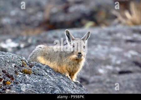 Vizcacha (Lagidium Peruanum peruana) Banque D'Images