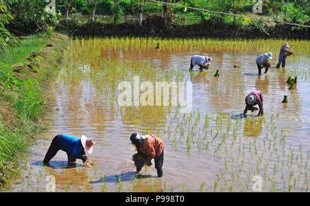 Riz de Thaïlande, les travailleurs de la plantation du riz dans le champ inondé, Udon Thani, l'Isaan, Thaïlande Banque D'Images