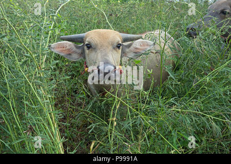 Buffle d'Asie (Bubalus bubalis) debout dans le feuillage de plantes et de terre mouillée à Udon Thani, l'Isaan, Thaïlande Banque D'Images