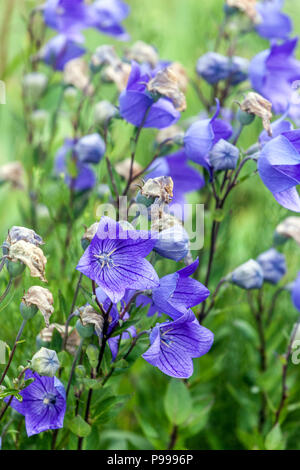 Platycodon grandiflorus ' Mariesii ', fleur de ballon Banque D'Images