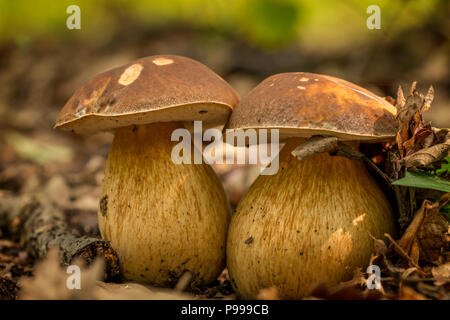 Penny Nice sur la forêt de champignons bun Banque D'Images