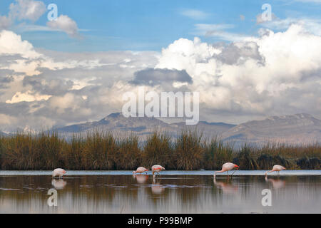 Les flamants (Phoenicopterus chilensis) dans leur habitat sur les rives du lac Junin Banque D'Images