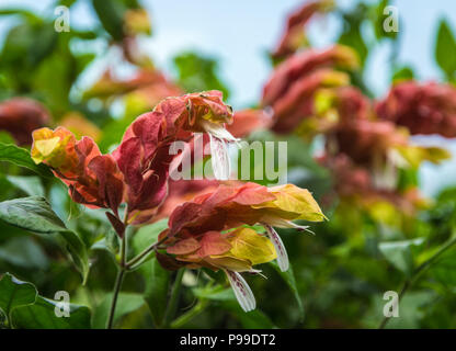 L'usine de crevettes, usine de crevettes mexicaine (Justicia brandegeana, Beloperone guttata, Drejerella guttata), inflorescences Banque D'Images