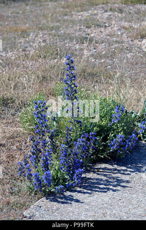 La vipère (Vipérine commune Echium vulgare) croissant sur Romney Marsh angleterre kent Banque D'Images