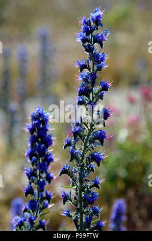 La vipère (Vipérine commune Echium vulgare) Banque D'Images