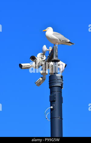 Seagull perché sur des caméras de surveillance à Beaumaris Pier North Wales UK Banque D'Images