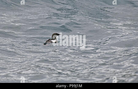 Le guillemot à miroir (Cepphus grylle) adulte en plumage d'été natation sur la mer Banque D'Images