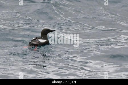 Le guillemot à miroir (Cepphus grylle) adulte en plumage d'été natation sur la mer Banque D'Images