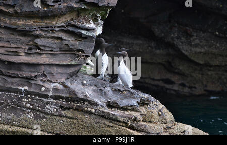 Guillemot marmette commune ou commune (Uria allge), un groupe de personnes sur une corniche avec une grotte marine derrière Banque D'Images