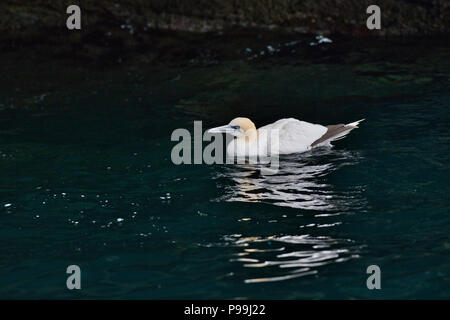 Fou de Bassan (Morus bassanus) à l'entrée de la grotte de la mer, Noss, Shetland Banque D'Images