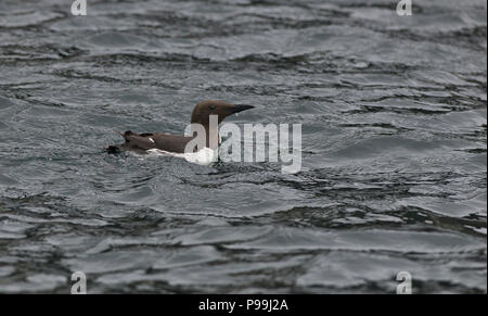 Guillemot marmette commune ou (Uria allge), forme normale de nager dans la mer. Le terme se distingue de la plupart des individus moins commune forme bridée Banque D'Images