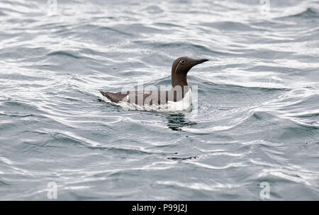 Guillemot marmette commune ou commune (Uria allge). Bridled forment chaque nager dans la mer Banque D'Images