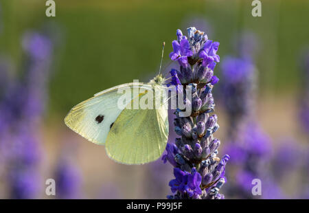 Petit papillon blanc necta alimentation à partir d'une fleur de lavande. Banque D'Images