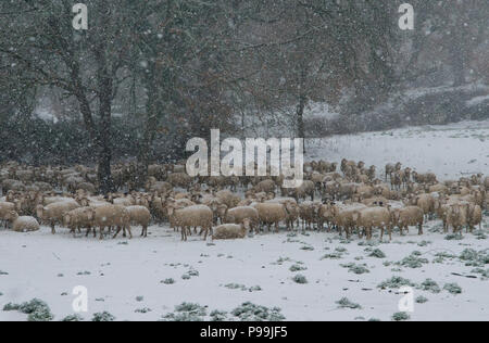 (Ovis orientalis), troupeau de moutons dans la neige avec des arbres en arrière-plan, Mammoiada la Sardaigne, Italie Banque D'Images
