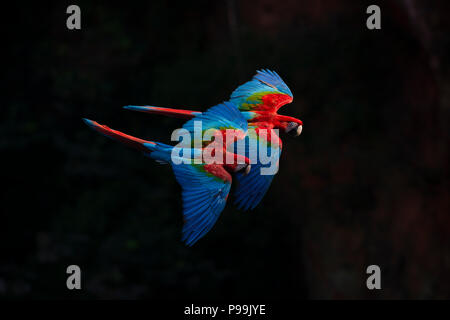 Le rouge et vert Macaw couple reproducteur voler ensemble dans le centre du Brésil, de l'habitat du cerrado Banque D'Images