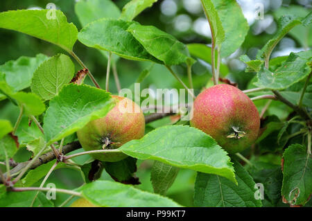 Les pommes du cultivar Belle de Boskoop développe à branche d'un arbre dans un verger Banque D'Images