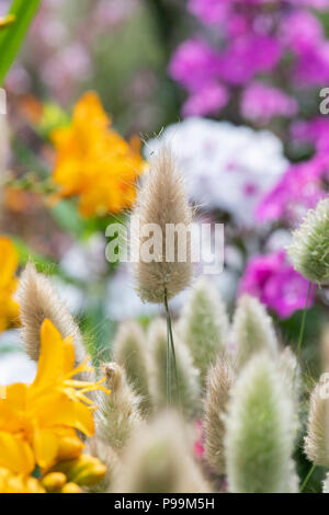 Lagurus ovatus. Hare's tail grass on a flower show display. UK Banque D'Images