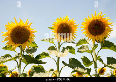 Dans le champ de tournesols avec ciel bleu et soleil Banque D'Images