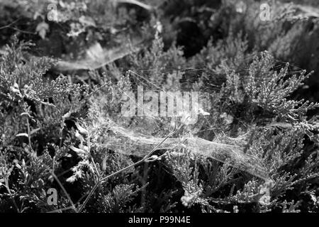 Portrait Of Spider Web sur les plantes pendant l'été en noir et blanc Banque D'Images