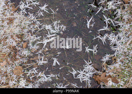 Un étang gelé en hiver où le froid a formé de petites fleurs 'frost' sur les plantes. Banque D'Images